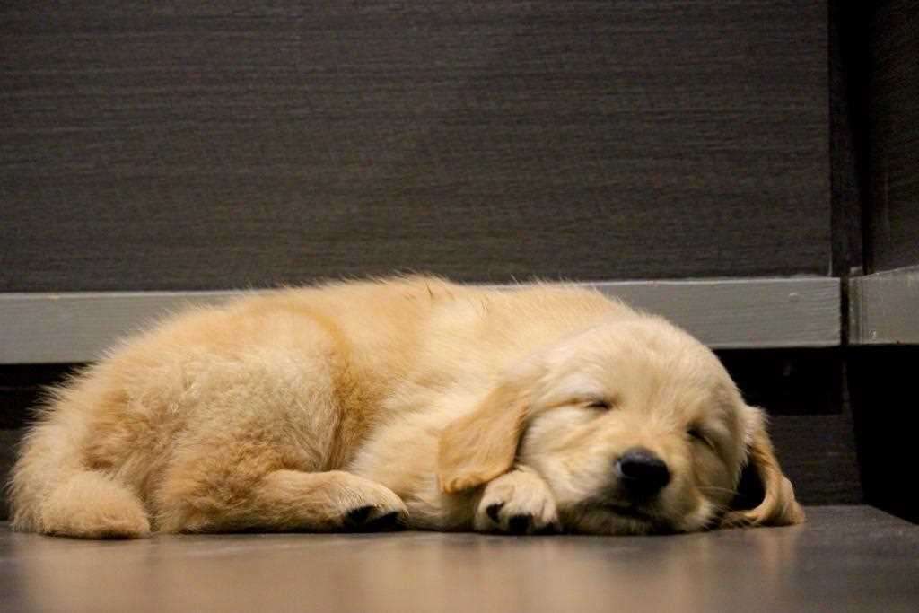 Golden Retriever For Sale In Lucknow