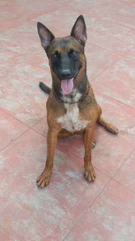 Belgian Malinois Dogs For Mating In Chennai