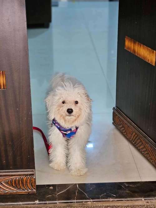Bichon Frise For Adoption In Gorakhpur