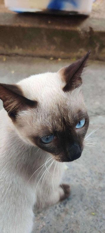 Siamese For Sale In Pondicherry