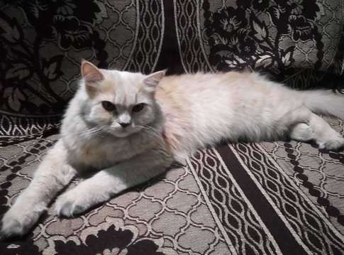 Persian For Sale In Ahmedabad