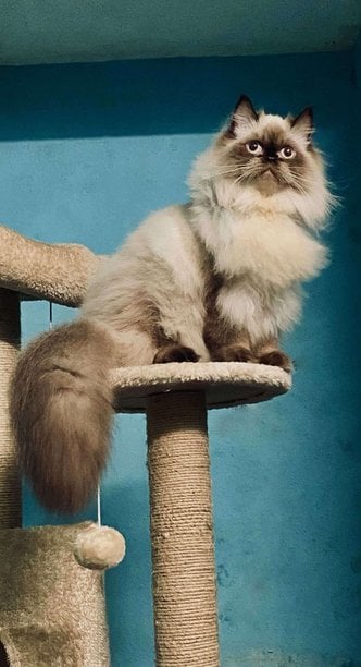 Himalayan Dogs For Mating In Chennai