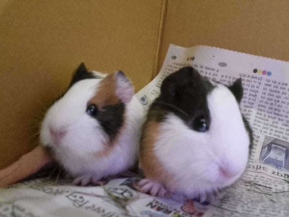 Guinea Pigs For Adoption In Lucknow