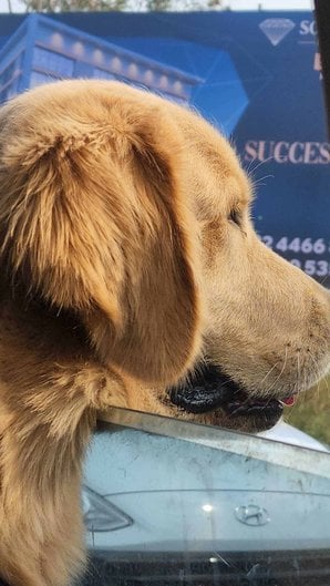 Golden Retriever Dogs For Mating In Pune