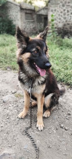 German Shepherd Dogs For Mating In Mumbai