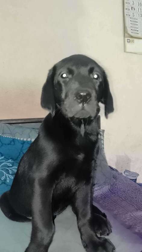 Labrador Retriever For Sale In Kanpur