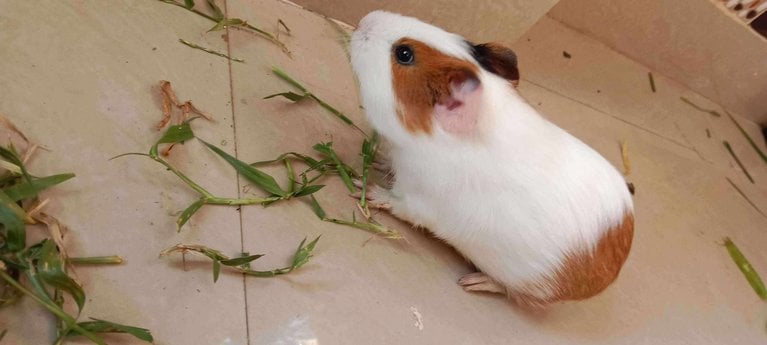Guinea Pigs For Adoption In Bhubaneswar