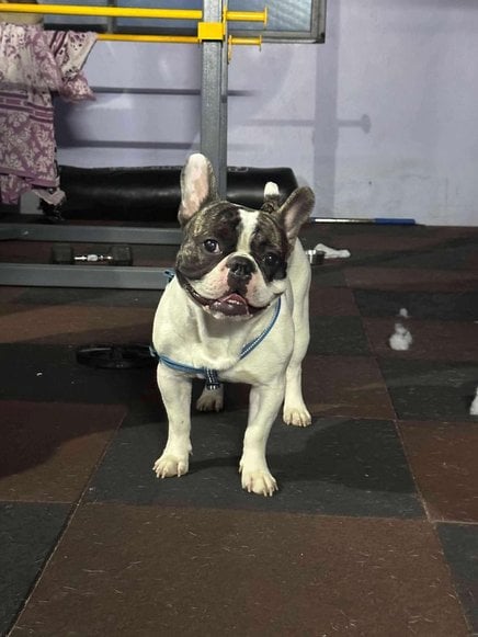 French Bulldog Dogs For Mating In Bangalore