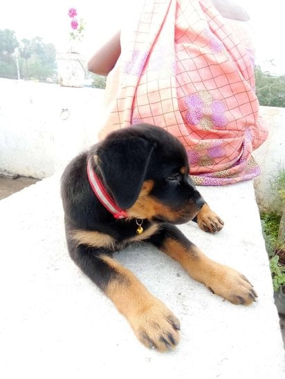 Rottweiler For Sale In Visakhapatnam