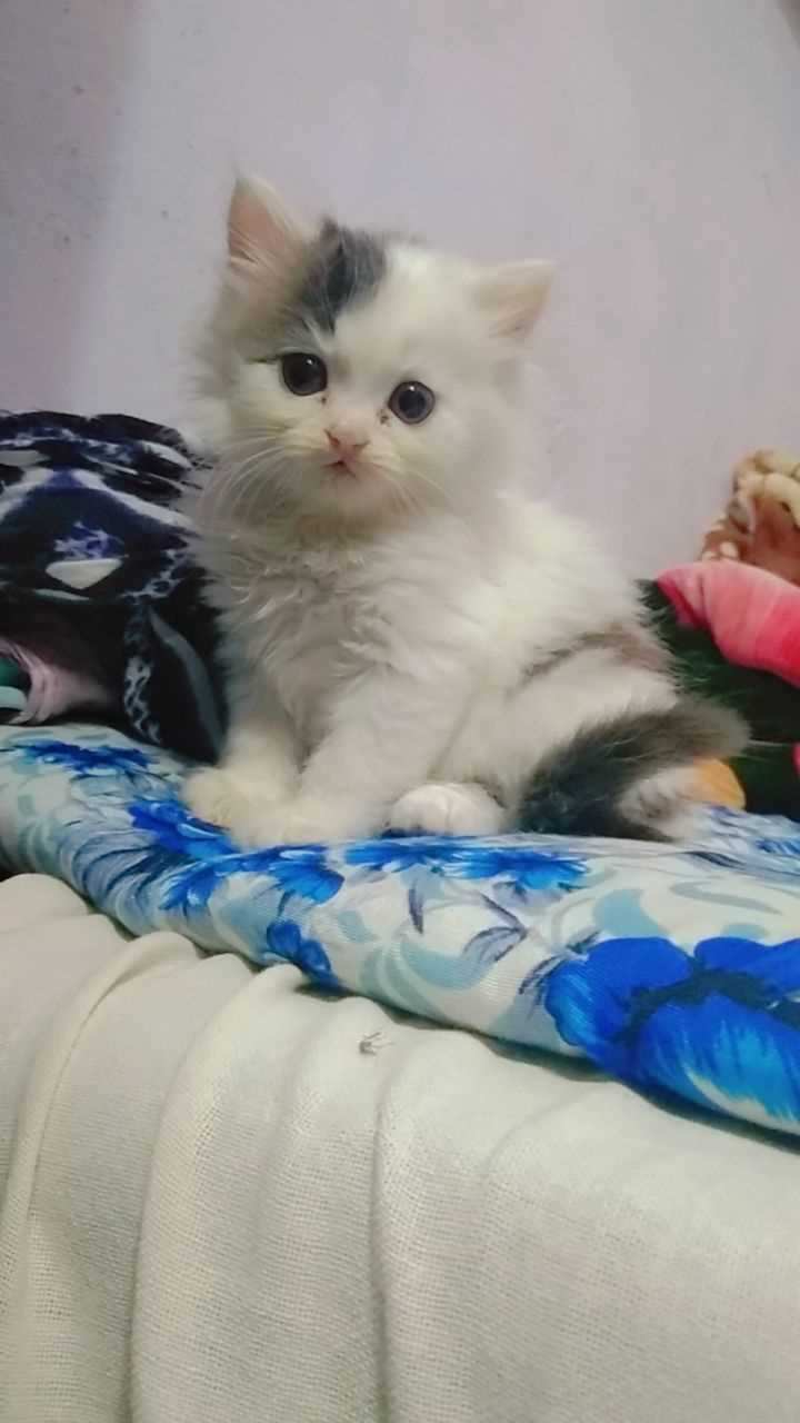Persian For Sale In Faizabad