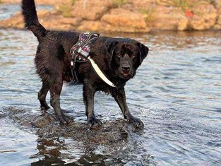 Labrador Retriever Dogs For Mating In Pune