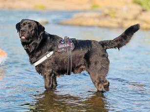 Labrador Retriever Dogs For Mating In Pune
