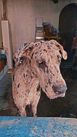 Great Dane Dogs For Mating In Chennai