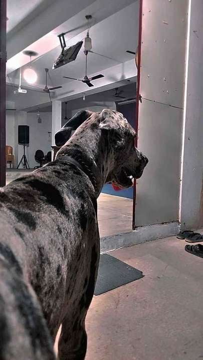 Great Dane Dogs For Mating In Chennai