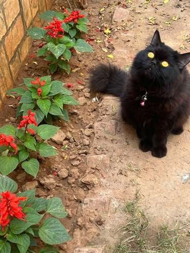 Persian Dogs For Mating In Jaipur