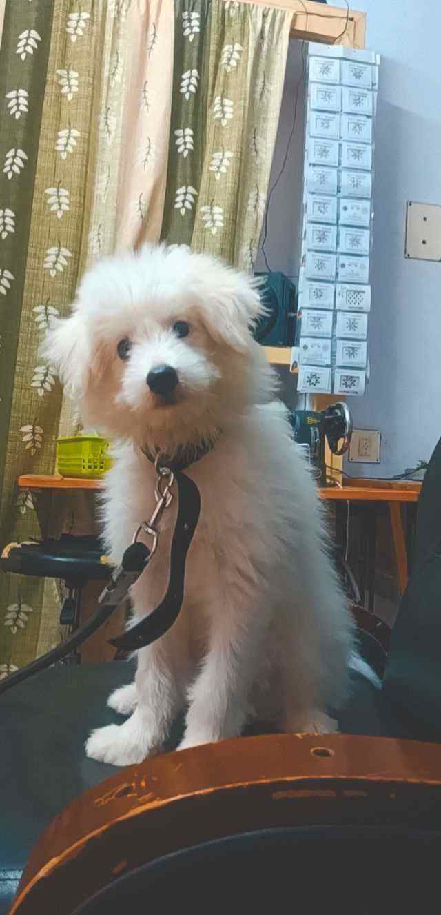 Lhasapoo For Adoption In Warangal
