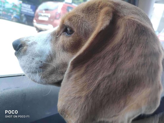 Beagle Dogs For Mating In Chennai