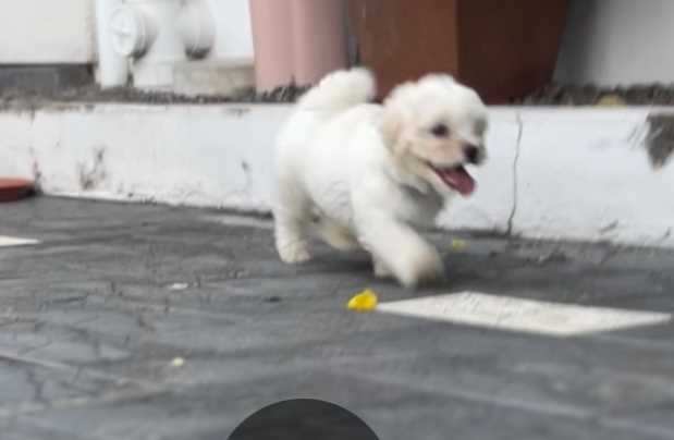 Maltese For Sale In Thrissur