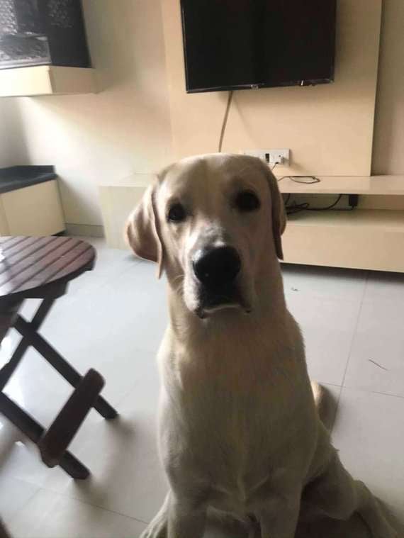 Labrador Retriever Dogs For Mating In Mumbai