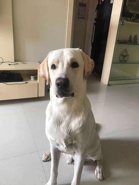 Labrador Retriever Dogs For Mating In Mumbai
