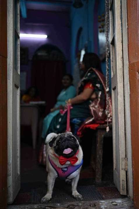 Pug Dogs For Mating In Noida