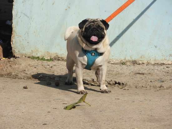Pug Dogs For Mating In Noida
