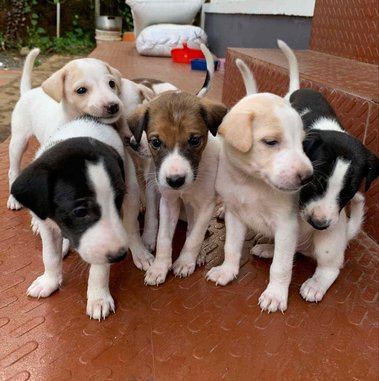 Indian Breed For Adoption In Calicut