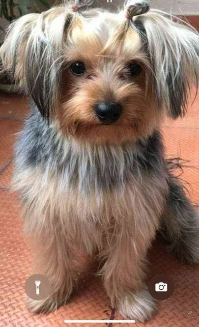 Yorkshire Terrier Dogs For Mating In Bangalore