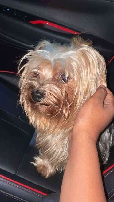 Yorkshire Terrier Dogs For Mating In Bangalore