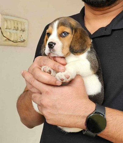 Beagle For Sale In Indore