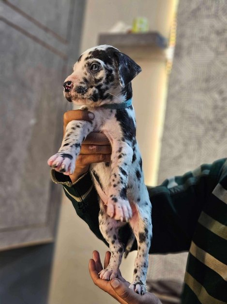 Great Dane For Sale In Varanasi