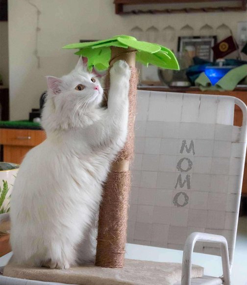 Persian For Adoption In Ahmedabad