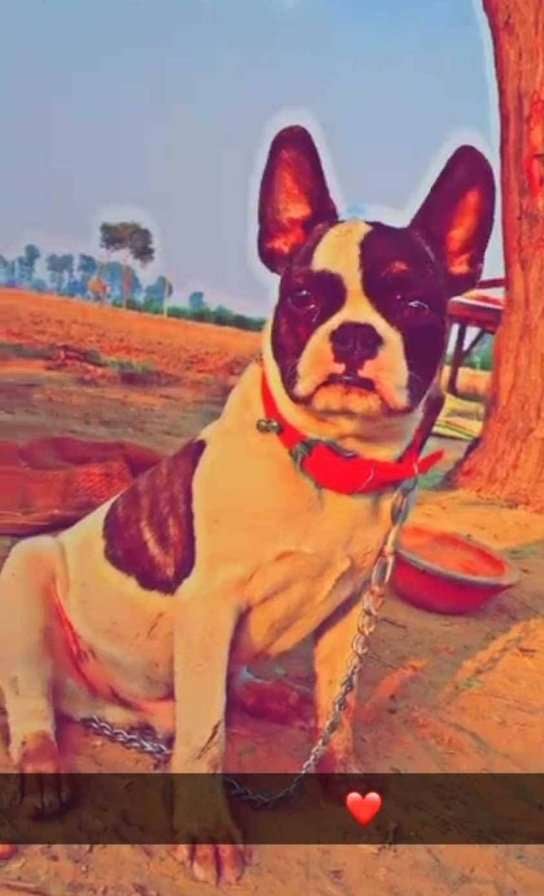 French Bulldog Dogs For Mating In Sirsa