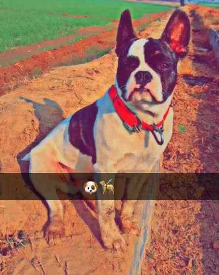 French Bulldog Dogs For Mating In Sirsa