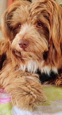 Lhasa Apso Dogs For Mating In Mumbai