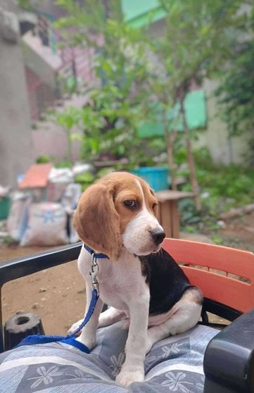 Beagle For Adoption In Vizag