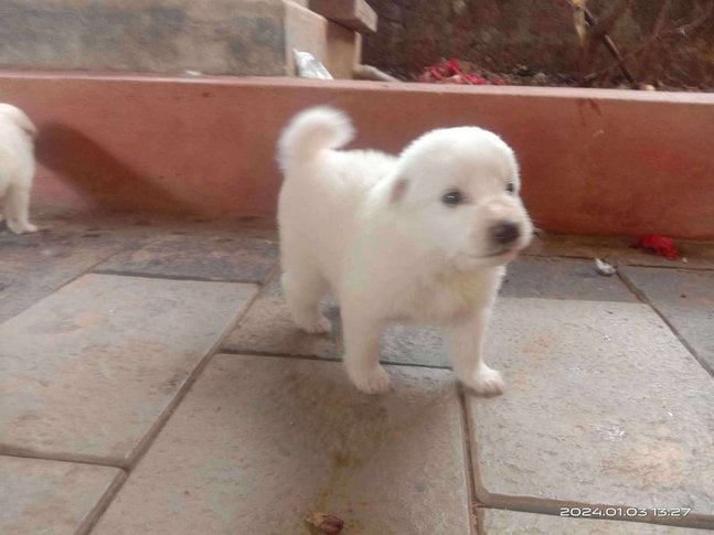 Pomeranian For Sale In Kasaragod