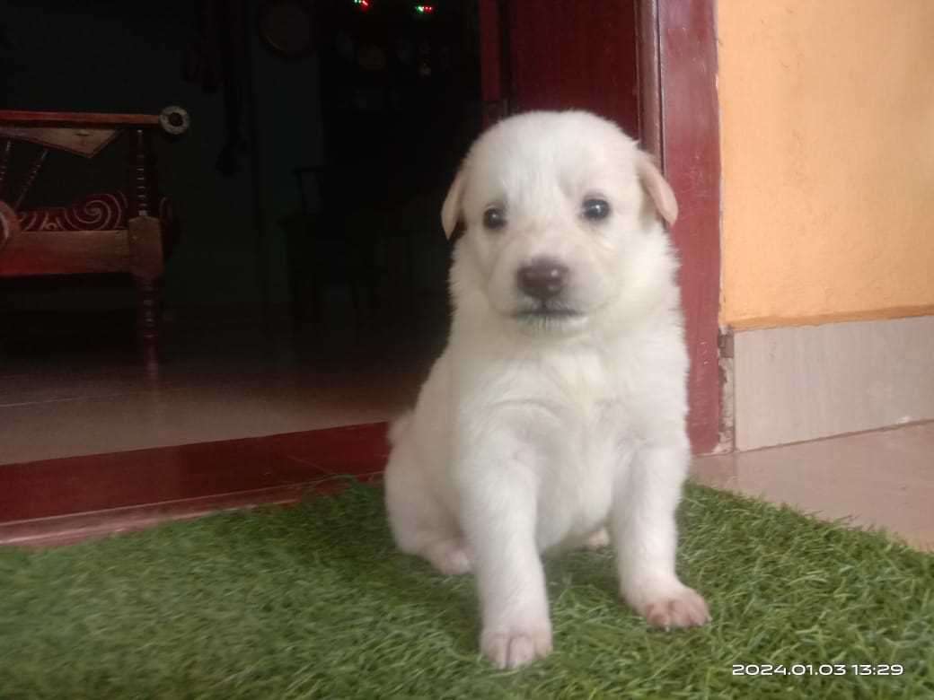 Indian Spitz For Sale In Kasaragod