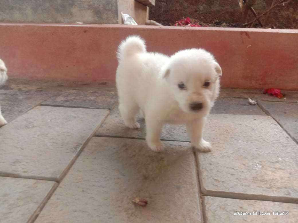Indian Spitz For Sale In Kasaragod