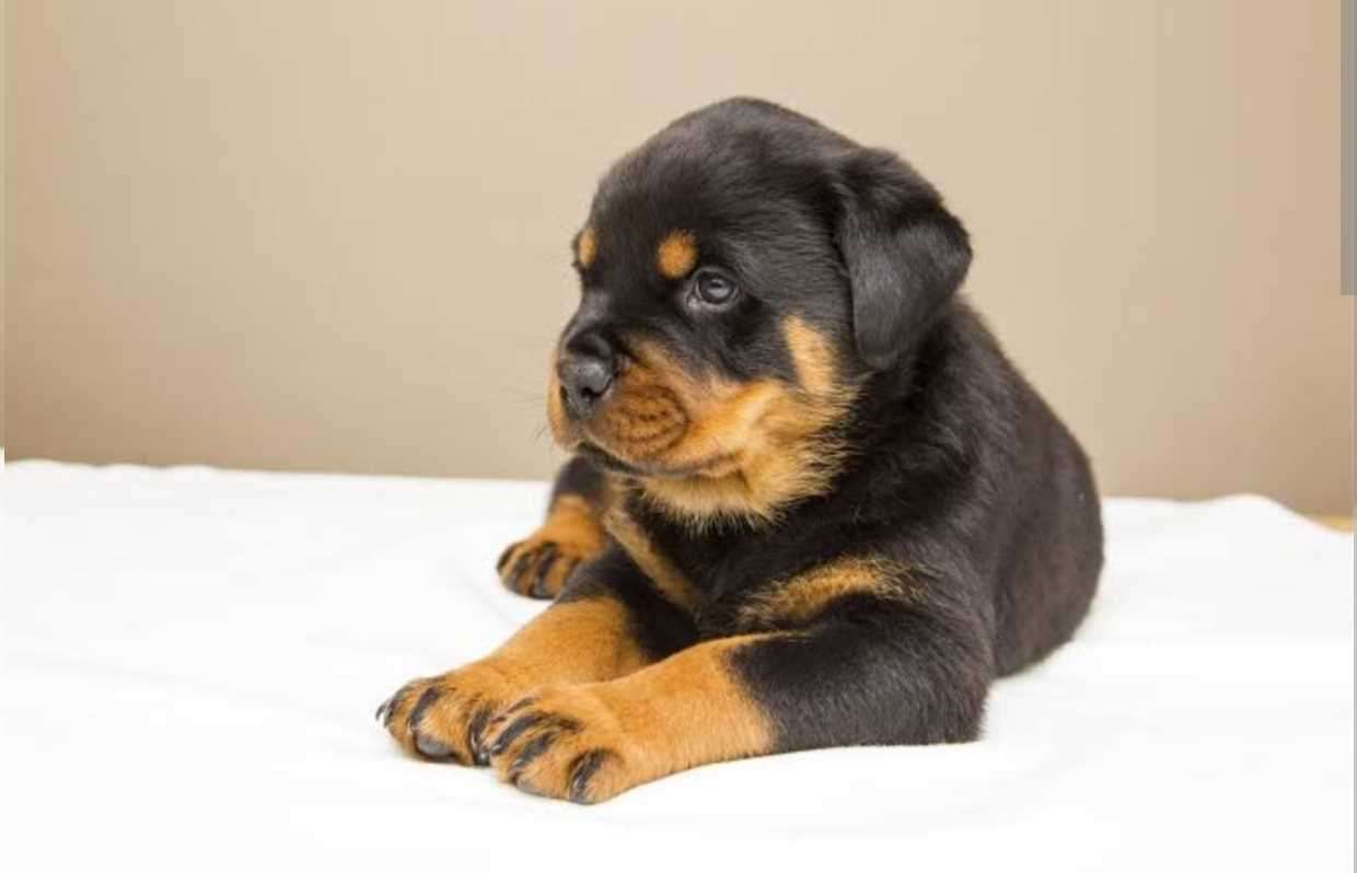 Rottweiler For Sale In Haridwar