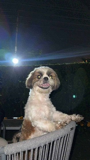 Shih Tzu Dogs For Mating In Chandigarh