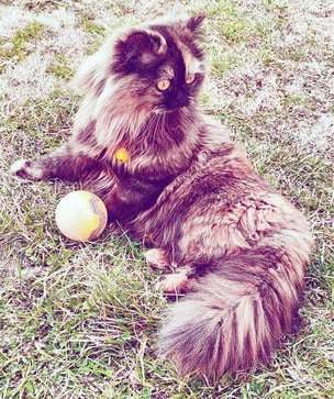 Maine Coon Dogs For Mating In Jammu