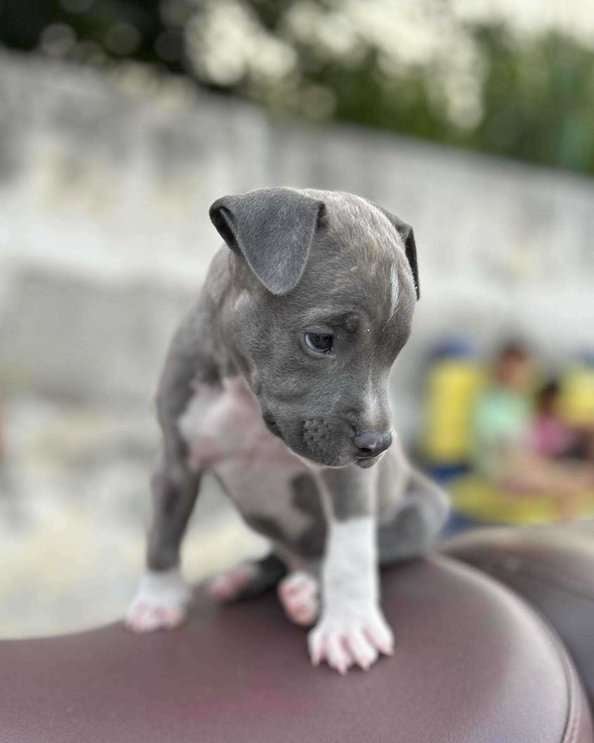 Pitbull For Sale In Rohtak