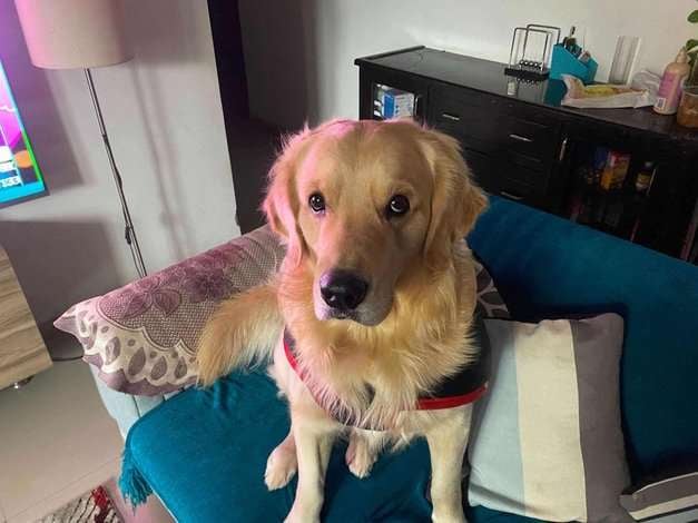 Golden Retriever Dogs For Mating In Gurgaon