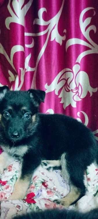 German Shepherd For Sale In Bhubaneswar