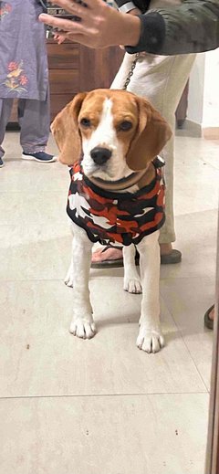 Beagle For Adoption In Mohali