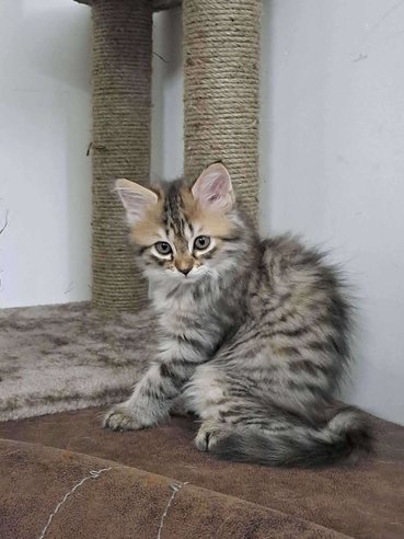 Siberian For Sale In Bangalore