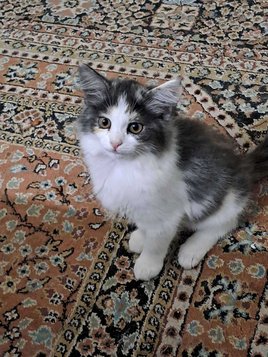 Calico For Sale In Bangalore