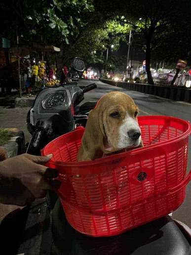 Beagle For Sale In Pondicherry