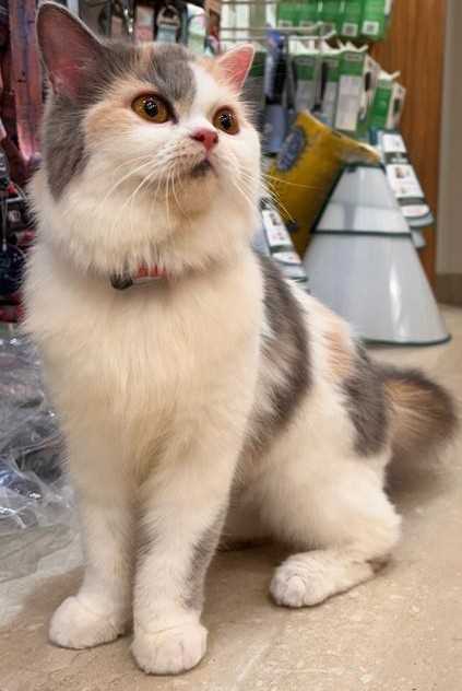 Persian Dogs For Mating In Bangalore